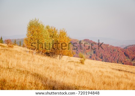 Majestic image of birches in sunny beams at magical valley. Gorgeous and picturesque morning scene. Red and yellow leaves. Location place Carpathians, Sheshory resort, Ukraine, Europe. Beauty world.
