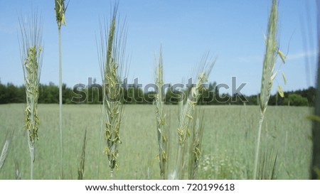 The wheat plant green color.