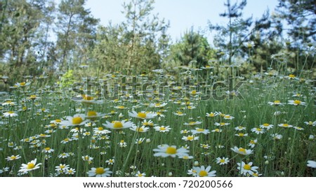 White Flower camomile in field.