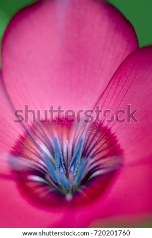 Beautiful flower in macro