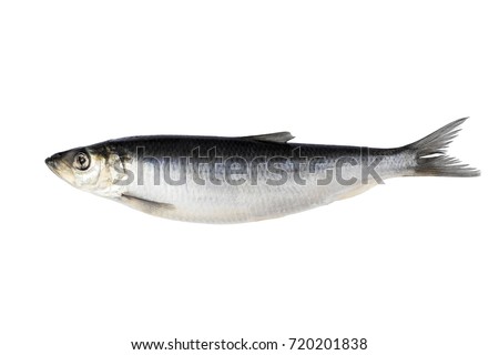 herring isolated on white background. Fresh Herring fish. Royalty-Free Stock Photo #720201838