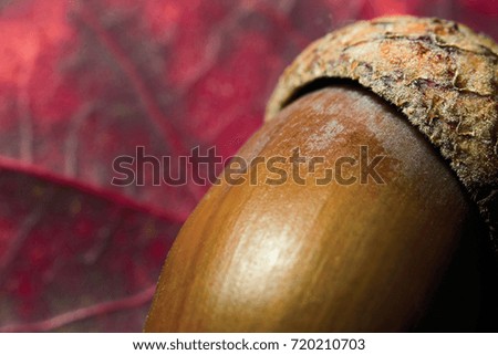 Part of acorn and red autumn leaf macro
