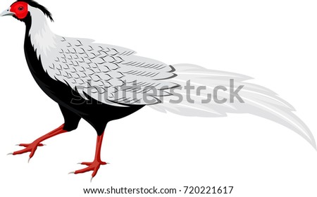 vector silver pheasant