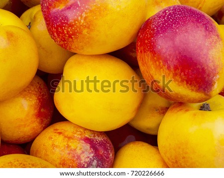 Freshly harvested plums.  Organic food background