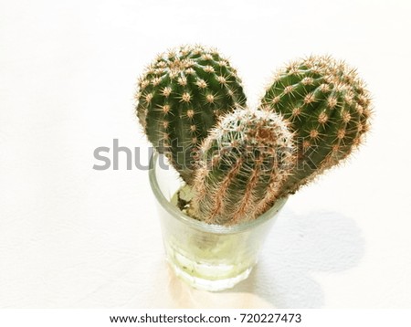 Top View of Cactus in Pot isolated on white background
