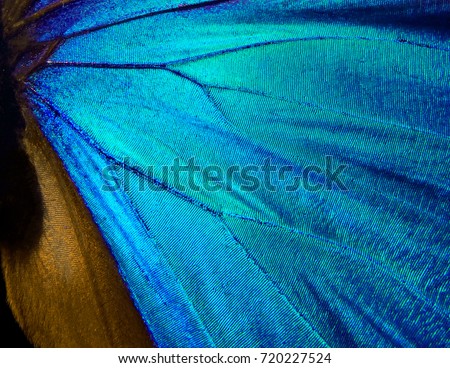 Wings of a butterfly Morpho texture background. Morpho butterfly