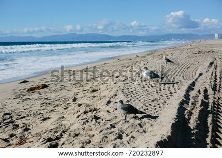 Seagulls on the Sand