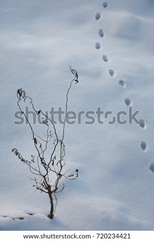 Detail of a snow-covered river bank