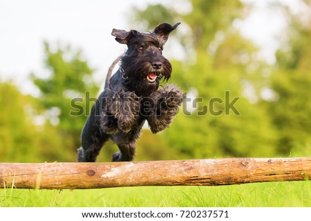 Picture of a standard schnauzer who jumps over a wooden beam