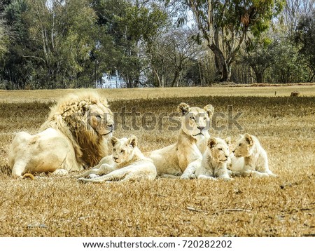 Lion Family