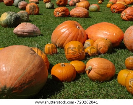 Pumpukin on grass in Halloween season
