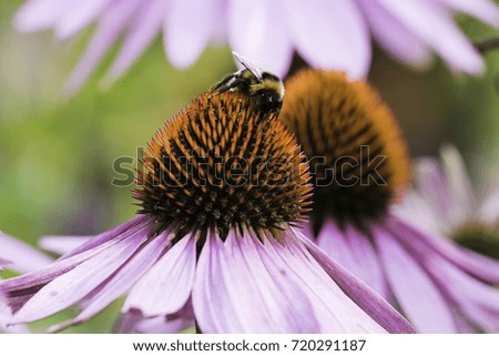 A bee collects nectar on a flower of echinacea