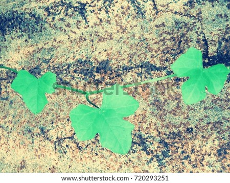 green leaves Royalty-Free Stock Photo #720293251