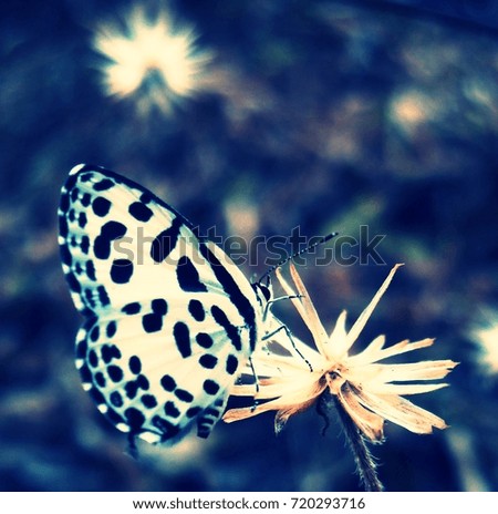 butterfly Royalty-Free Stock Photo #720293716