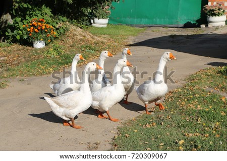 a flock of white geese walking along a village street
