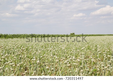A field of onions, landscape photo, rising and cultivating onions green.