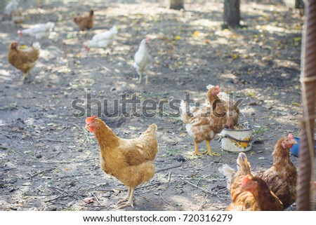 Hens on a village farm walk outside
