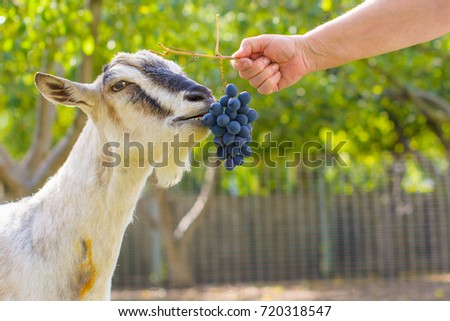 Goat eats grapes from the hands of the hostess in the village