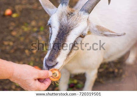 A goat eats a cookie from the hands of a woman in the village