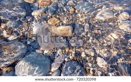 Sunny jellyfish floating in water above Black sea stones 