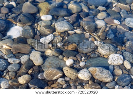 Sunny jellyfish floating in water above Black sea stones 