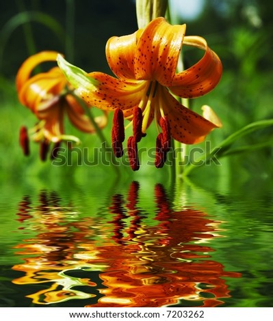 Orange lilly in forest