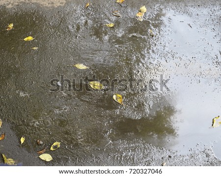 puddle with yellow leaves