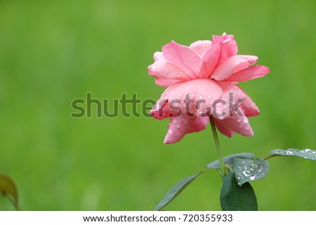 pink rose and raindrops against green background, charming color and sparkling drops