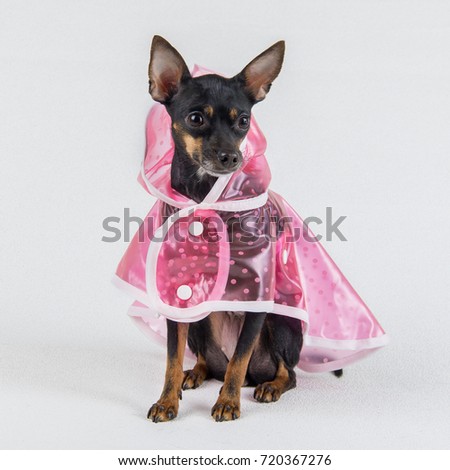 cute dog in a raincoat