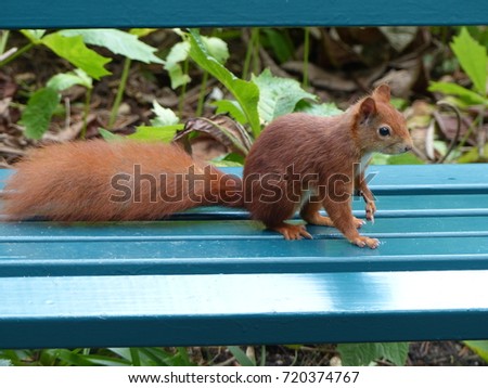 Red squirrel or Eurasian red squirrel (Sciurus vulgaris)