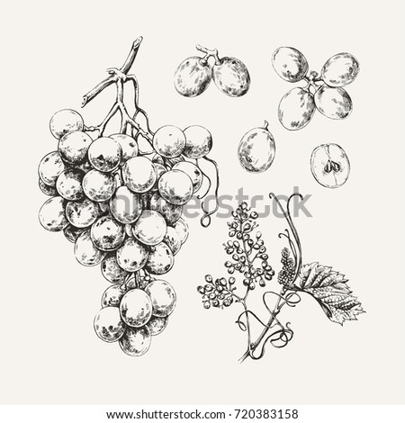 Vintage illustration of ink drawn sweet white grape