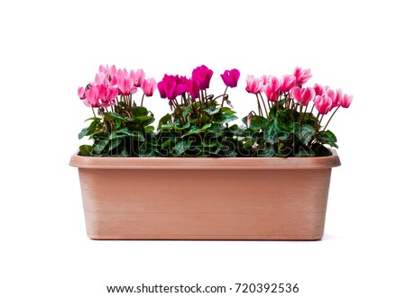 Colorful  cyclamen flowers in rectangular pot isolated on white  Royalty-Free Stock Photo #720392536
