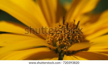 Close up yellow cone flower blossom in the garden