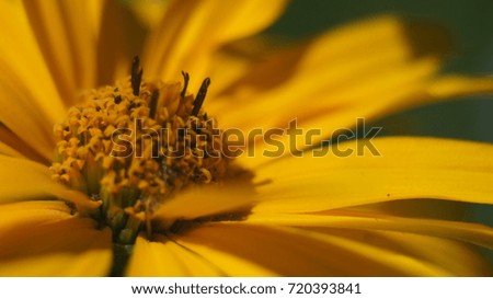 Close up yellow cone flower blossom in the garden