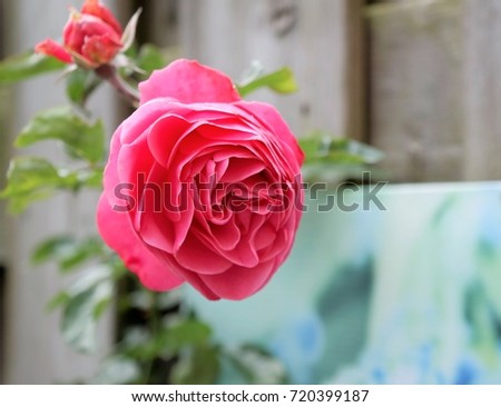 mothers day background with pink rose in the garden, symbol of love 
nature picture or card with textspace