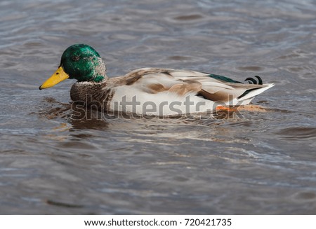 Male duck swims in the lake