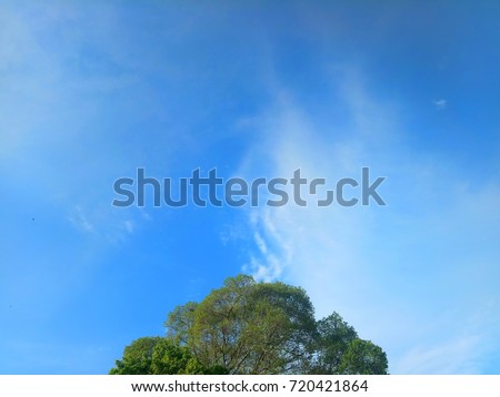 Bright blue sky background with tree top, minimal style picture