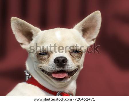 Dog Chihuahua head portrait - Short-haired - Red background Royalty-Free Stock Photo #720452491