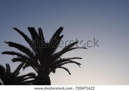 Palm against the blue sky