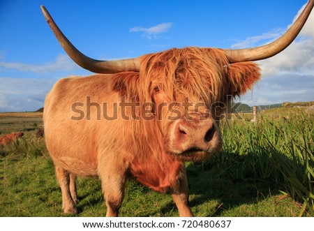 Highland cow observing the photographer