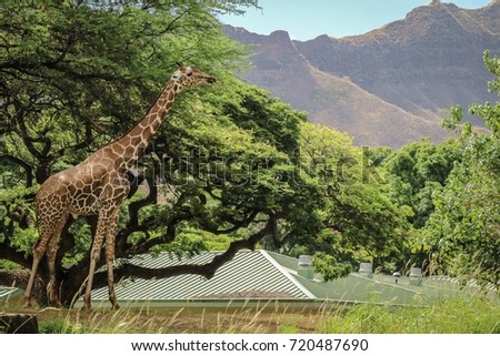 Close up giraffe with green tree and mountain background