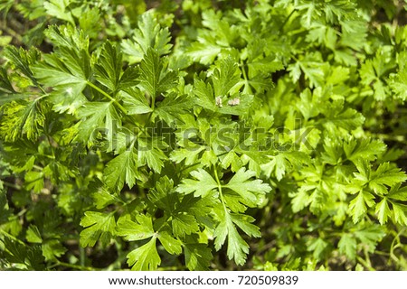 pictures of parsley in the natural organic hobby garden, pictures of parsley plant,
