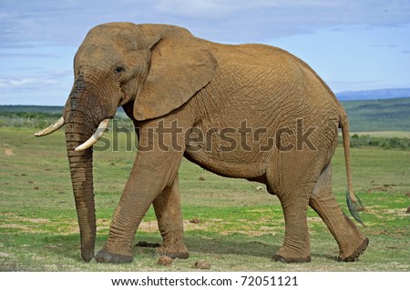 A large Bull Elephant circles the photographer