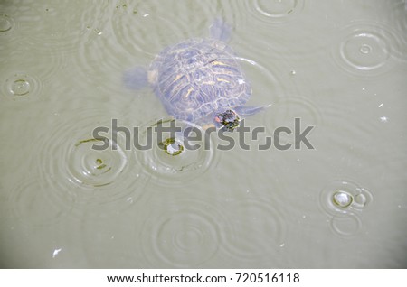 Semi Aquatic Turtle Swimming in the Lake 