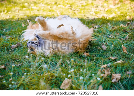 Happy little red dog, pekingese on a walk at autumn in a good mood sways in the leaves and having fun outside 