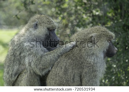 Social grooming Baboons