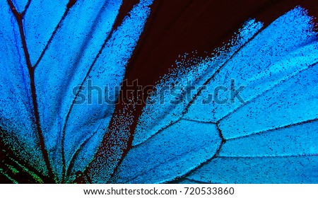 Wings of a butterfly Ulysses. Wings of a butterfly texture background. Closeup.