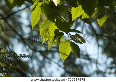 Birch leaves in sunlit on blur forest background