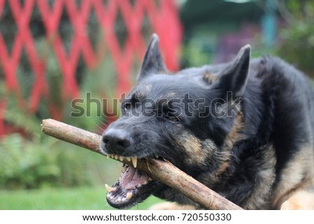 Black german shepherd
