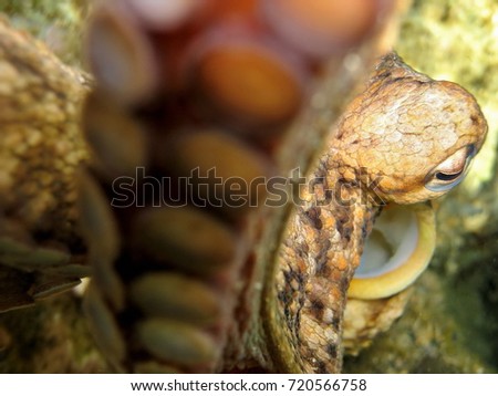 Close up of a common octopus underwater attracted by the camera, Vermilion Coast, Roussillon, Mediterranean sea, France
